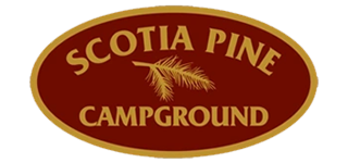 scotia-pine